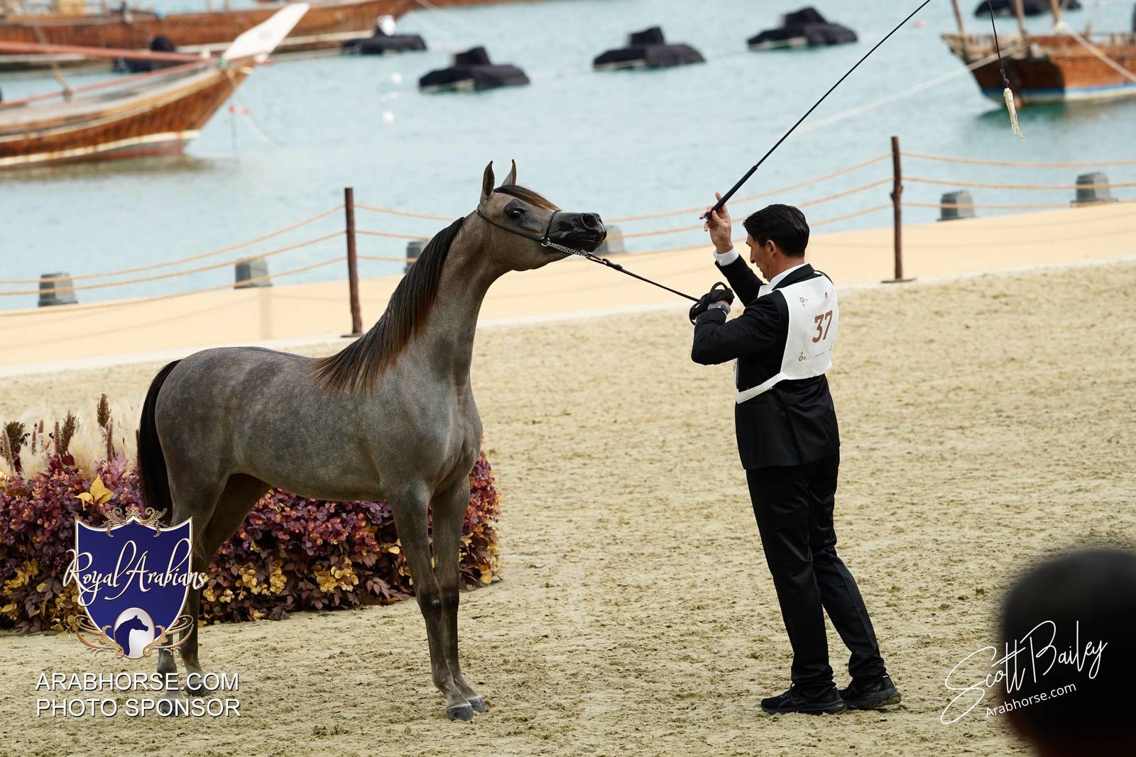 2024 KATARA SHOW - CHAMPIONSHIPS!