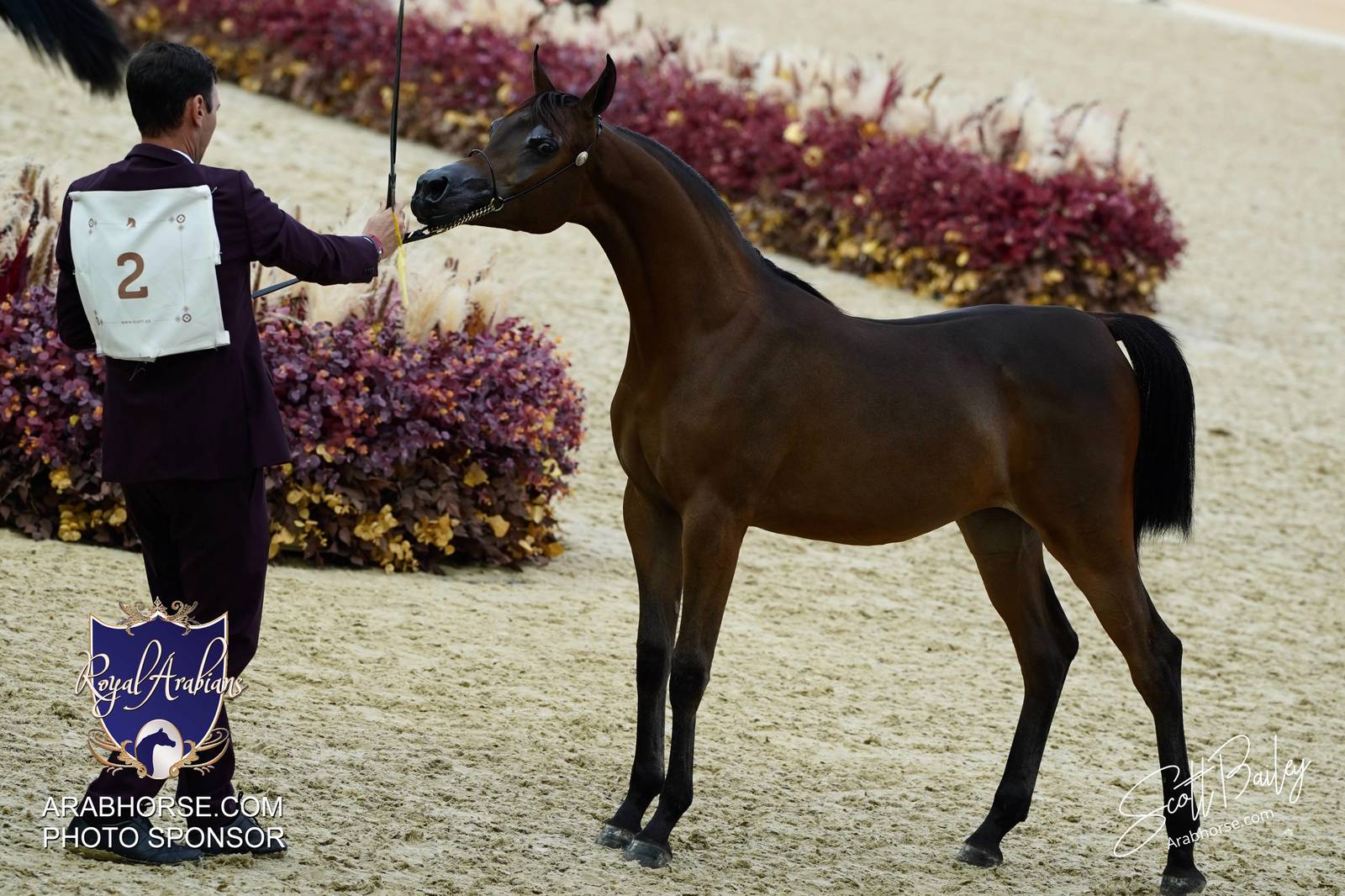 2024 KATARA SHOW - CHAMPIONSHIPS!