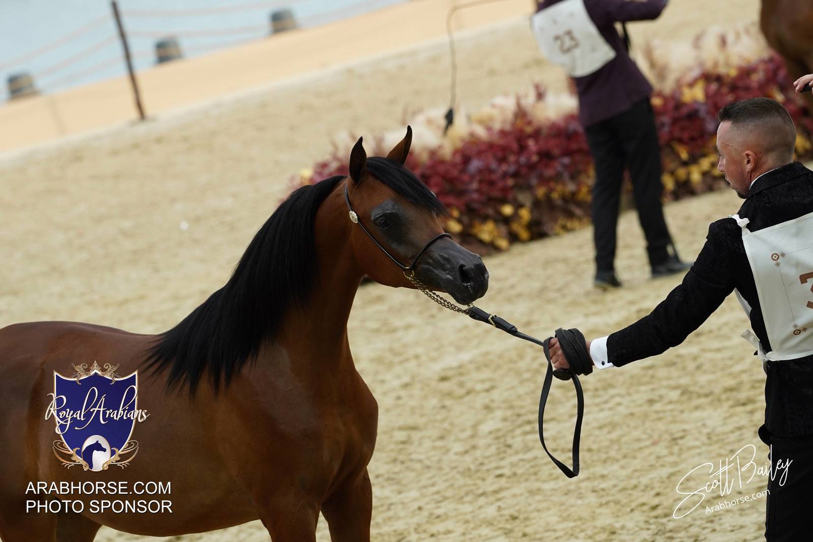 2024 KATARA SHOW - CHAMPIONSHIPS!