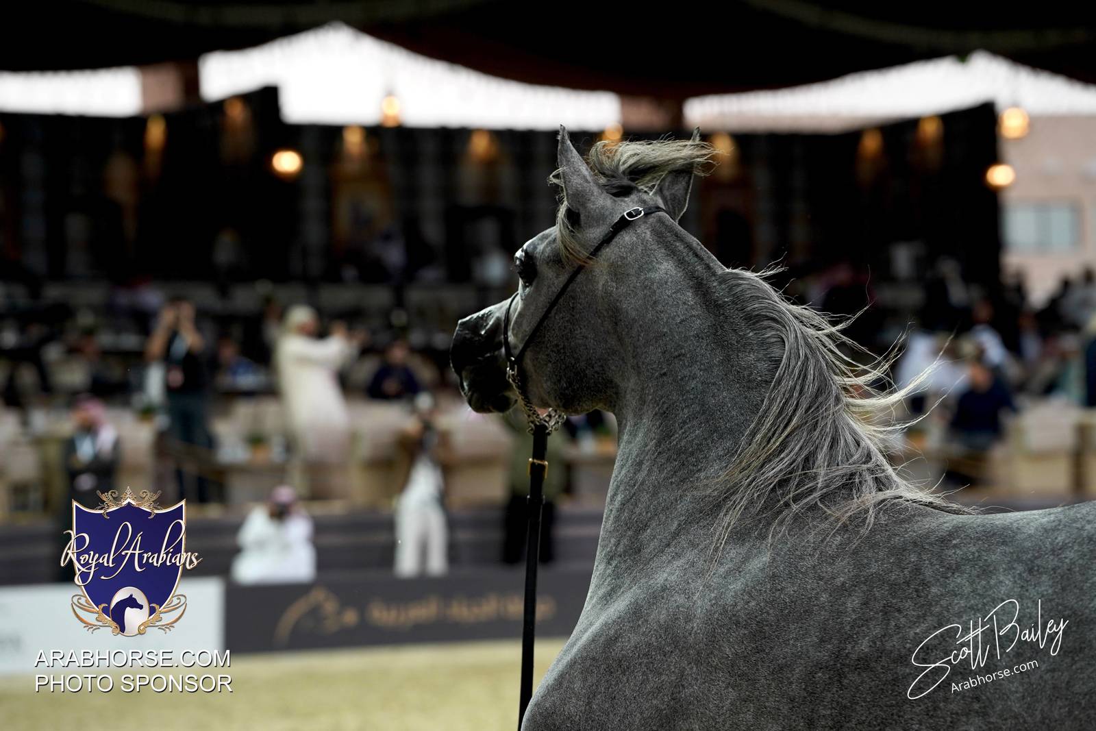 2024 KATARA SHOW - CHAMPIONSHIPS!