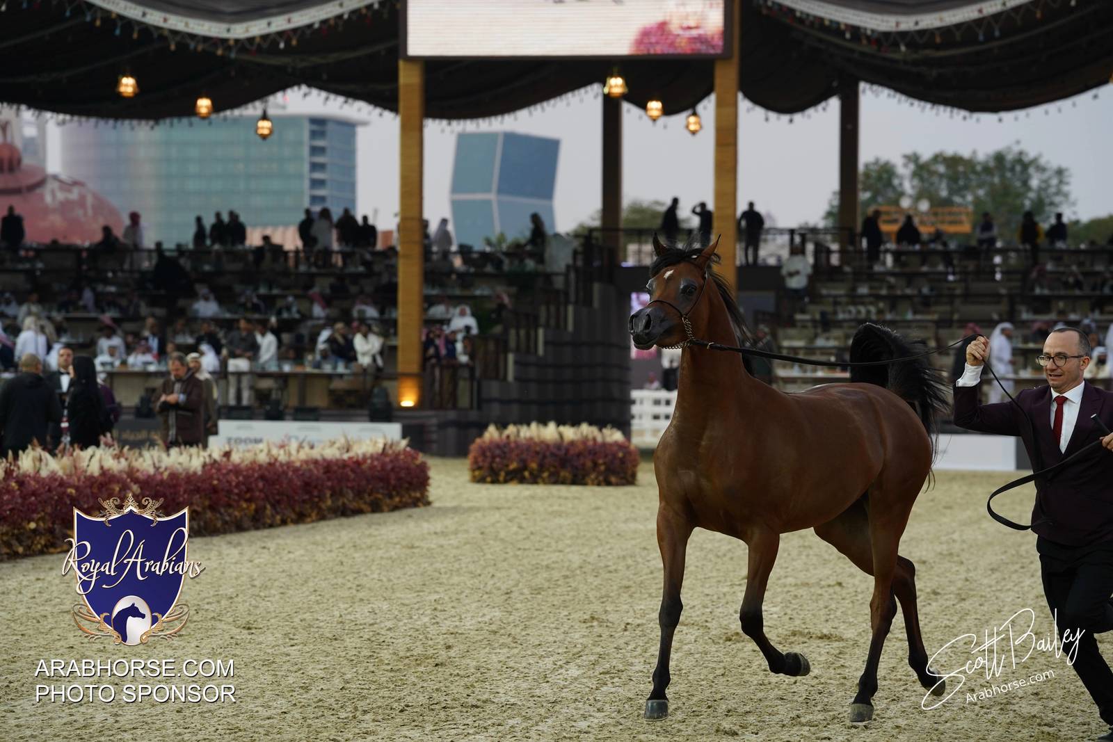 2024 KATARA SHOW - CHAMPIONSHIPS!