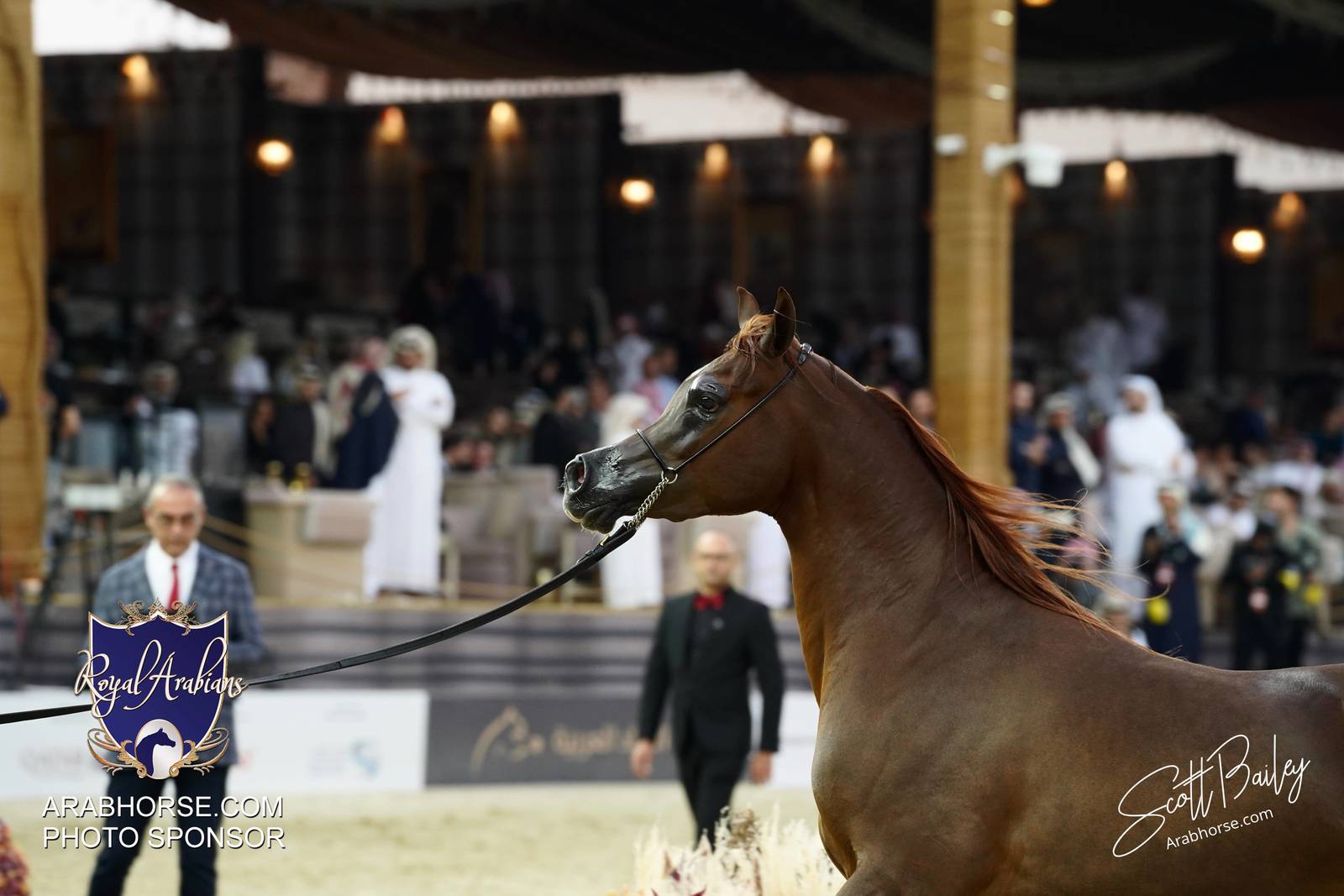 2024 KATARA SHOW - CHAMPIONSHIPS!