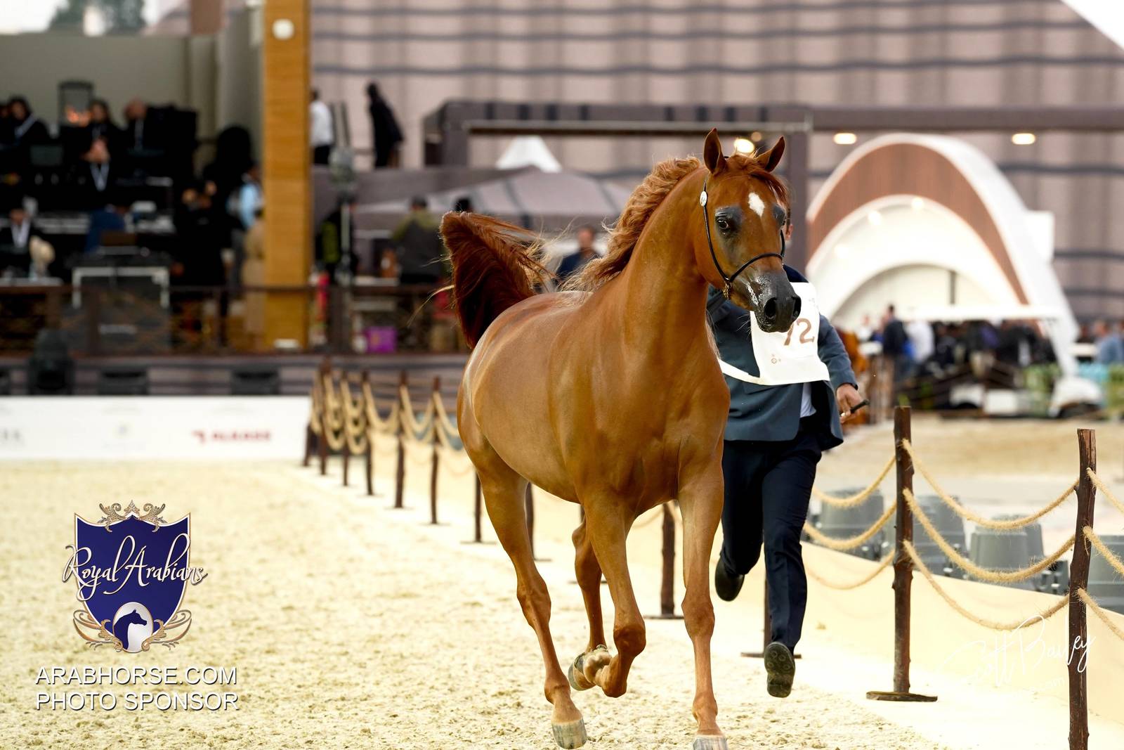 2024 KATARA SHOW - CHAMPIONSHIPS!