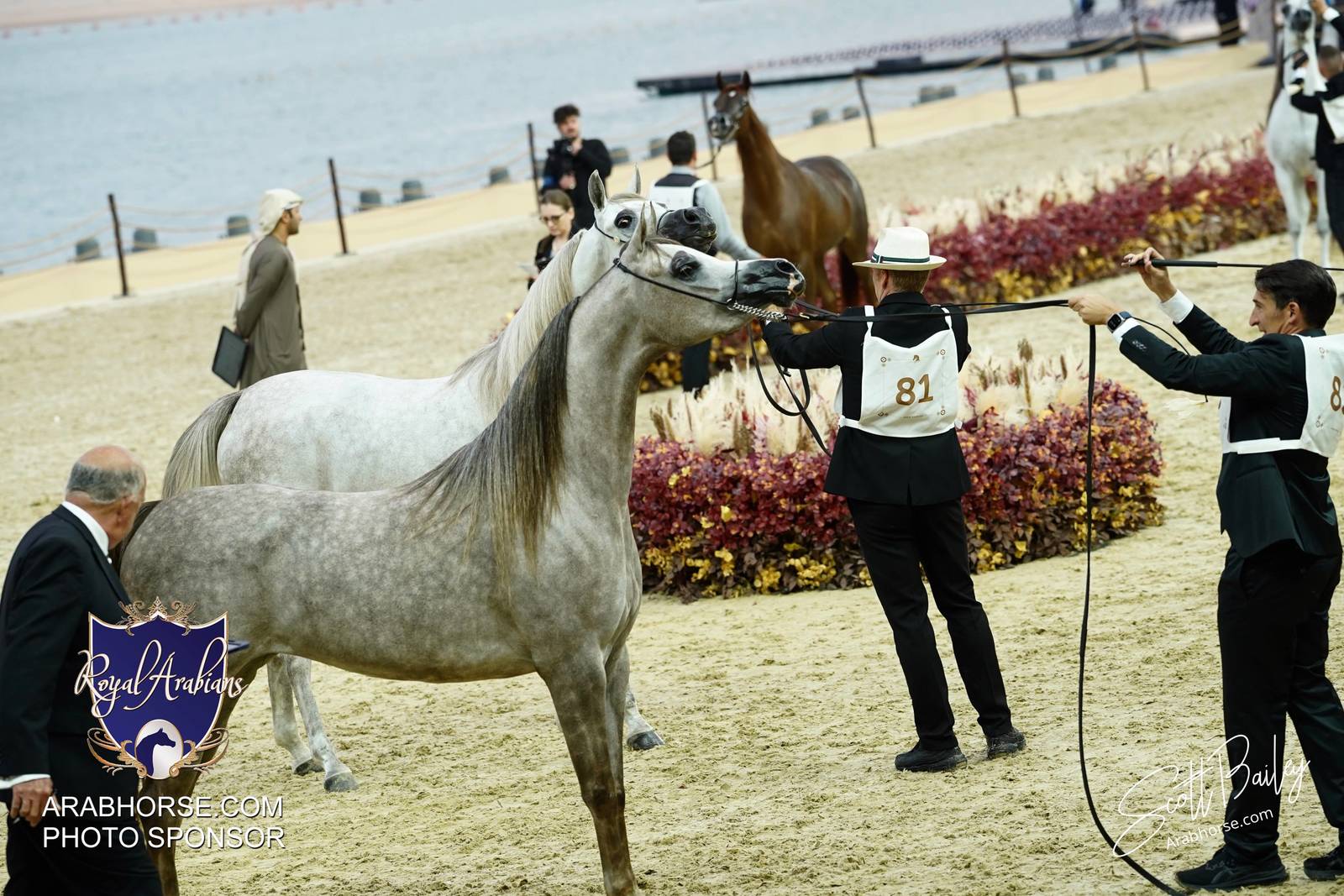 2024 KATARA SHOW - CHAMPIONSHIPS!