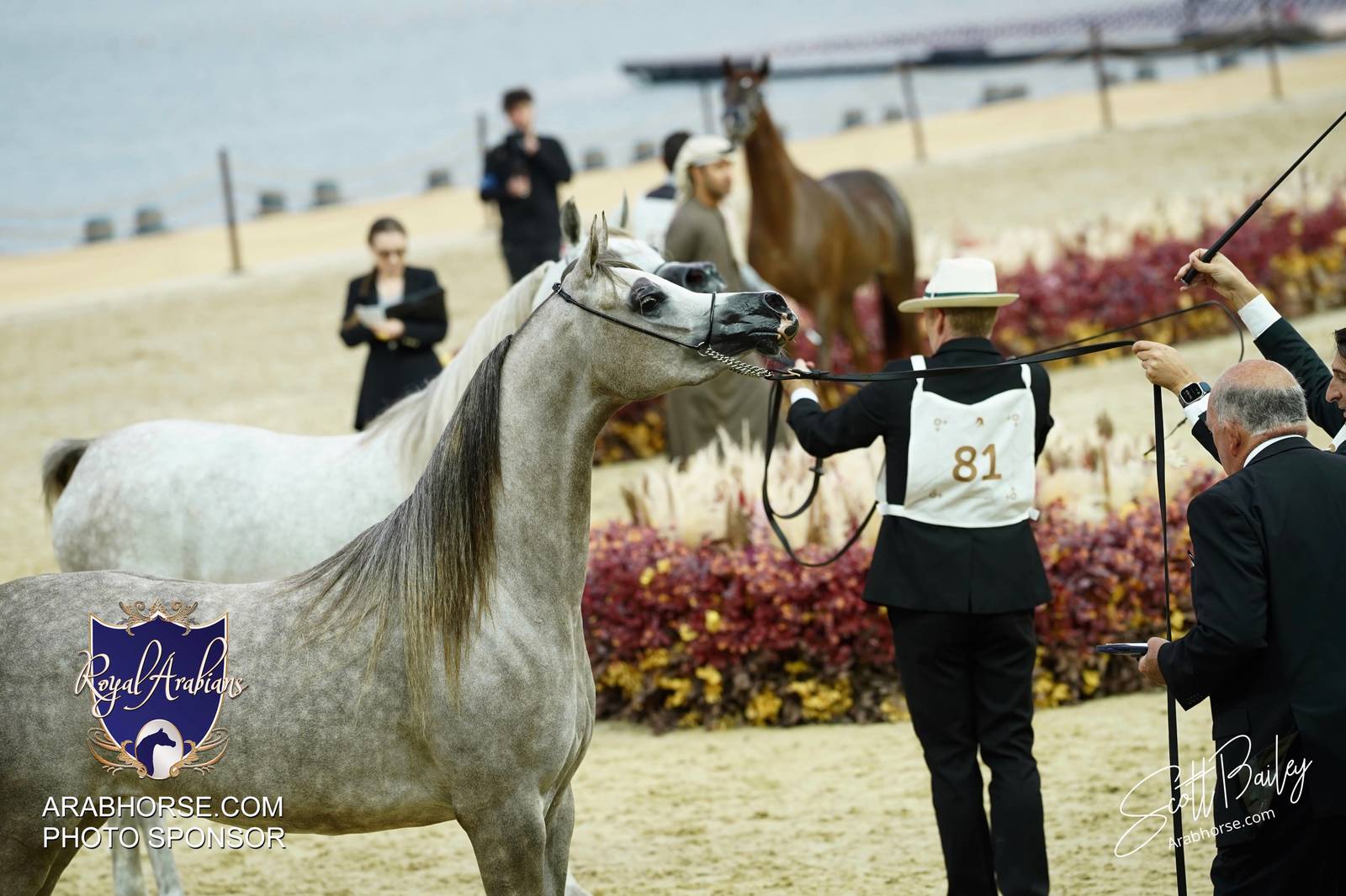 2024 KATARA SHOW - CHAMPIONSHIPS!