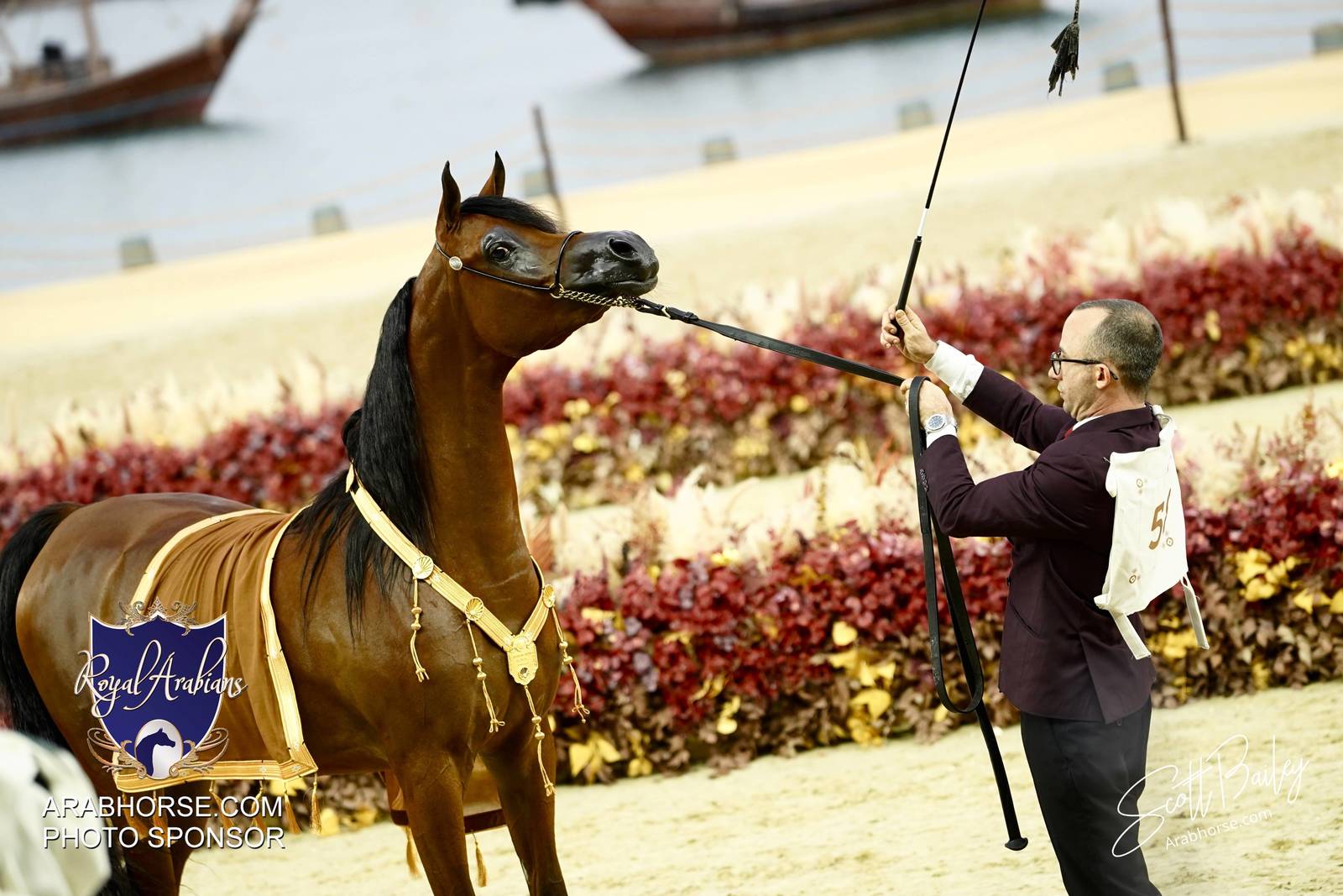 2024 KATARA SHOW - CHAMPIONSHIPS!