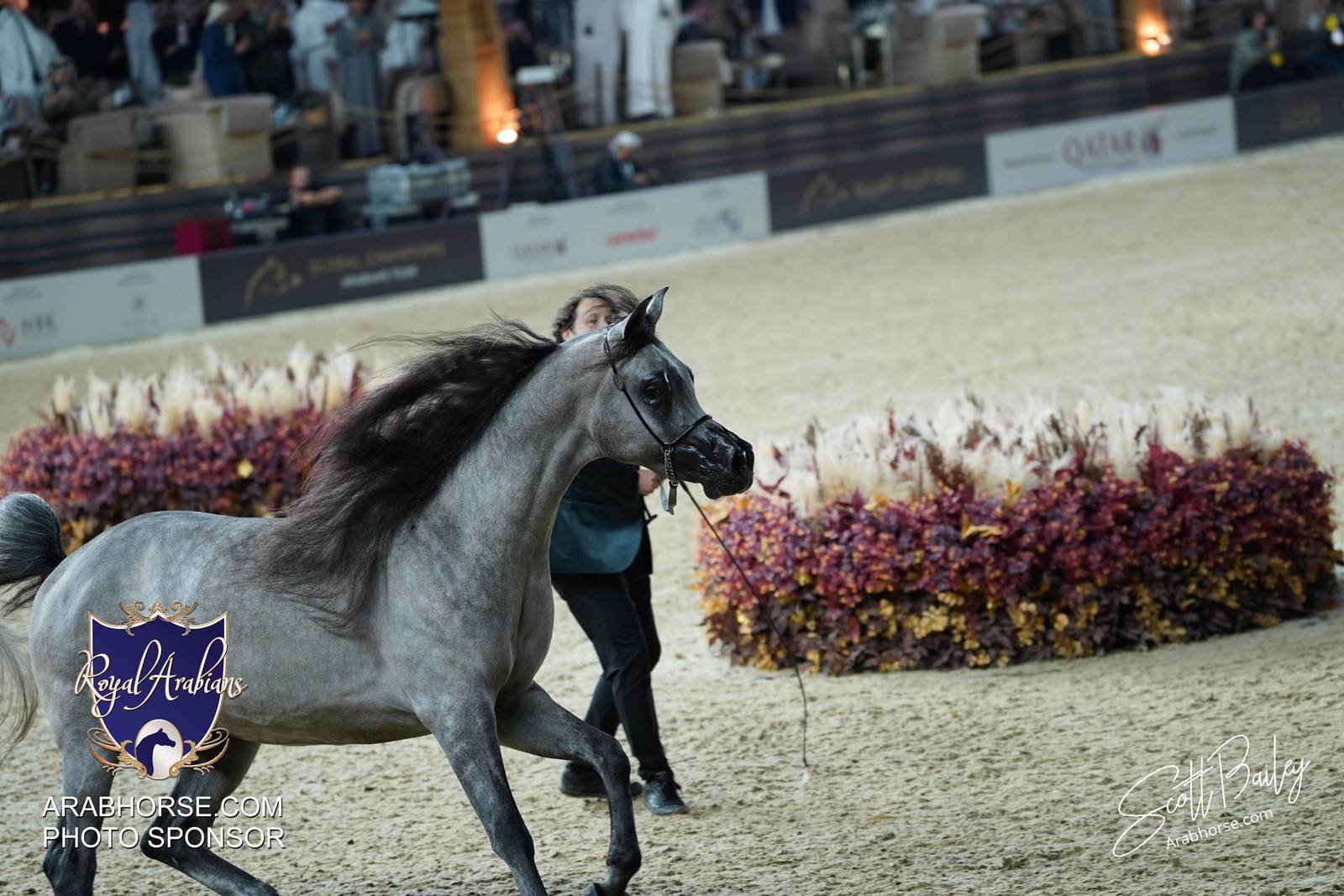 2024 KATARA SHOW - CHAMPIONSHIPS!