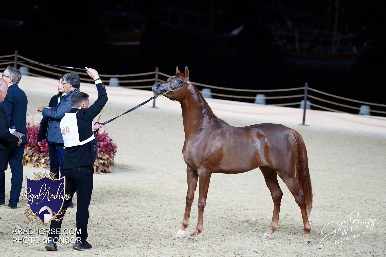 2024 KATARA SHOW - CHAMPIONSHIPS!