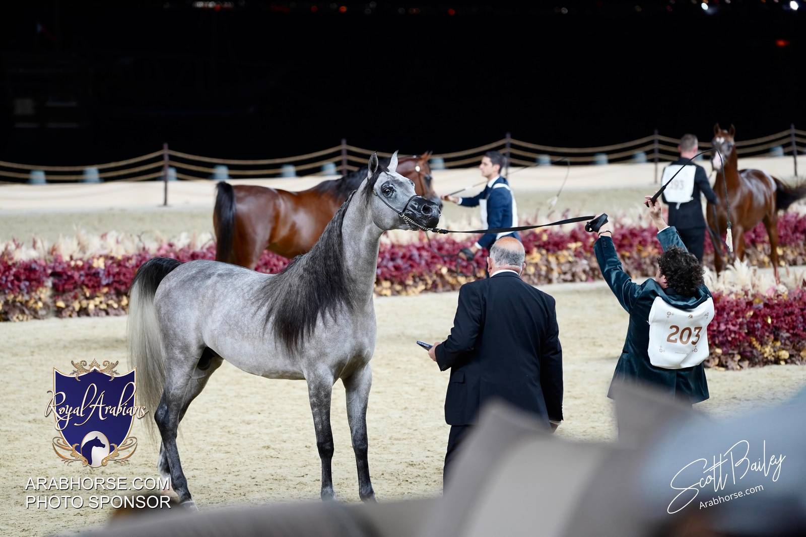 2024 KATARA SHOW - CHAMPIONSHIPS!