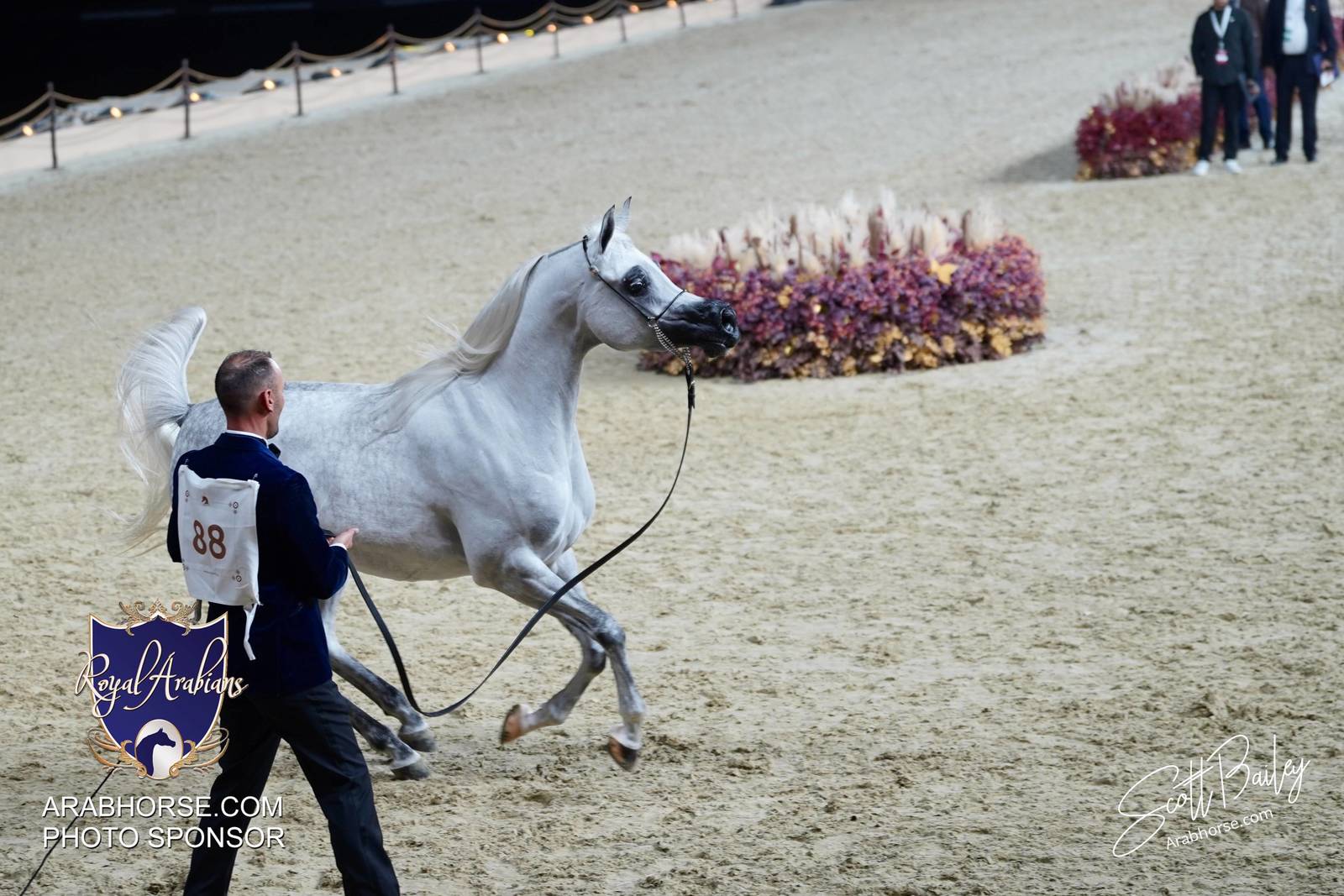 2024 KATARA SHOW - CHAMPIONSHIPS!