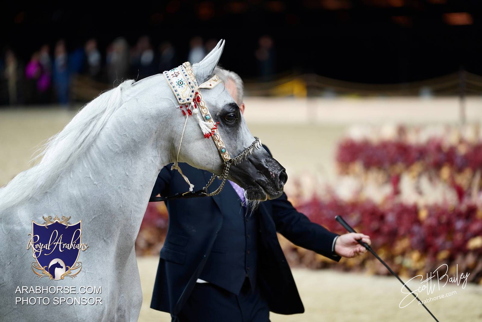 2024 KATARA SHOW - CHAMPIONSHIPS!