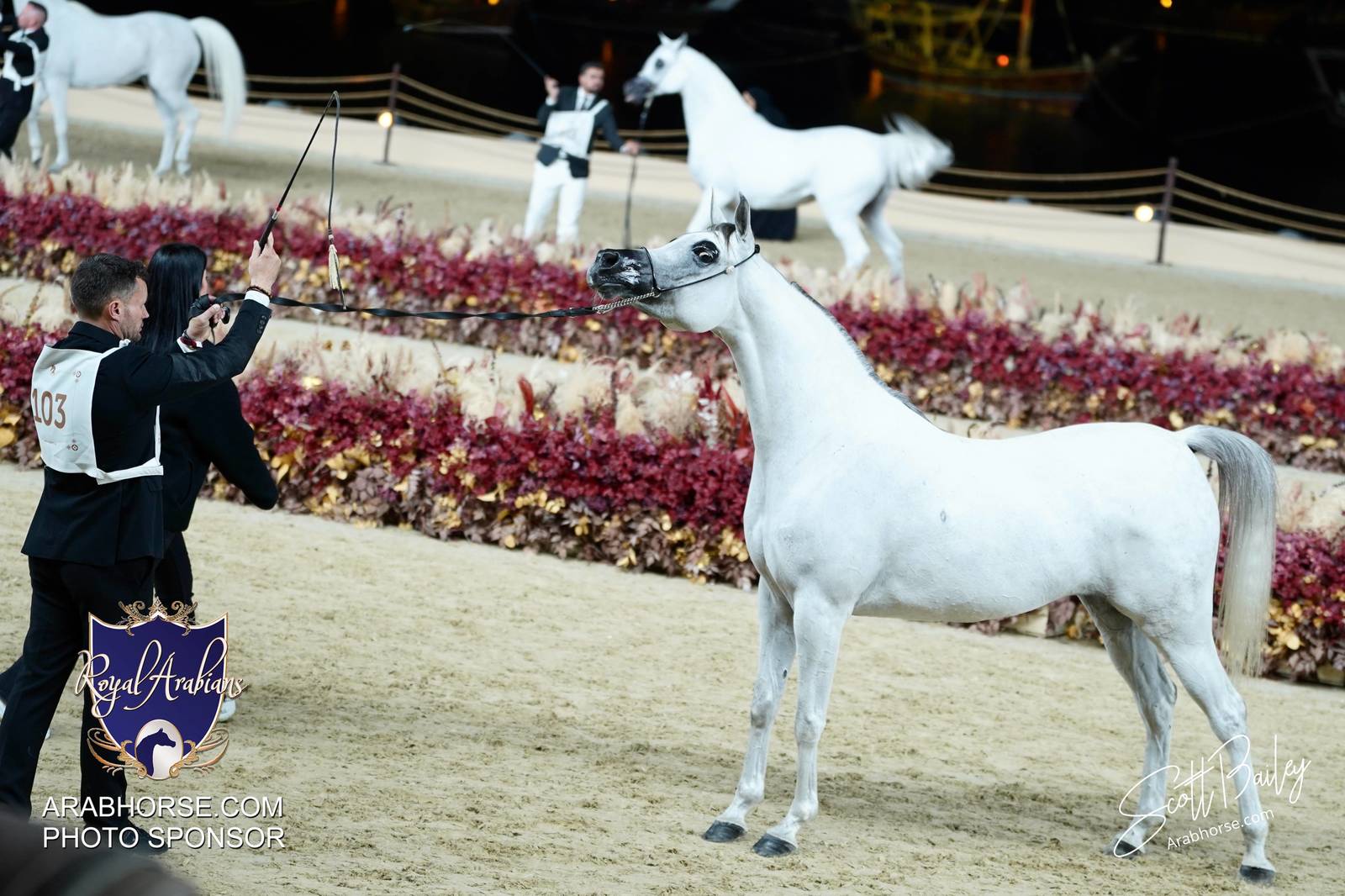 2024 KATARA SHOW - CHAMPIONSHIPS!