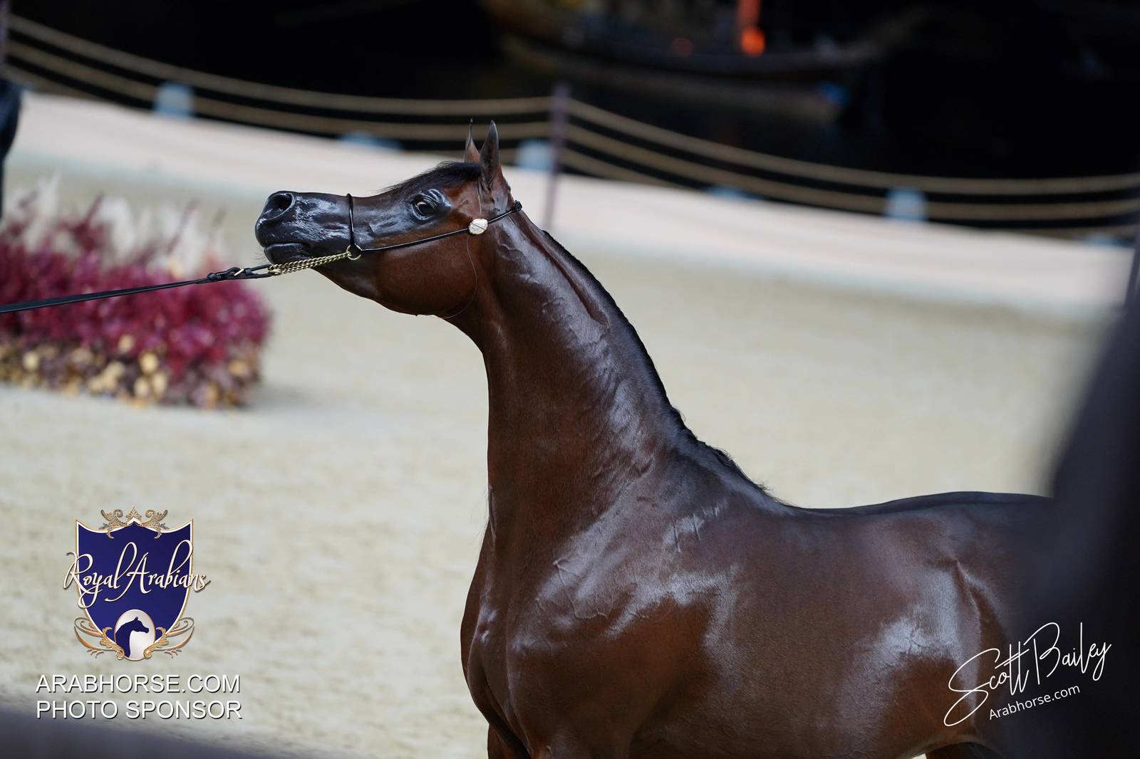 2024 KATARA SHOW - CHAMPIONSHIPS!