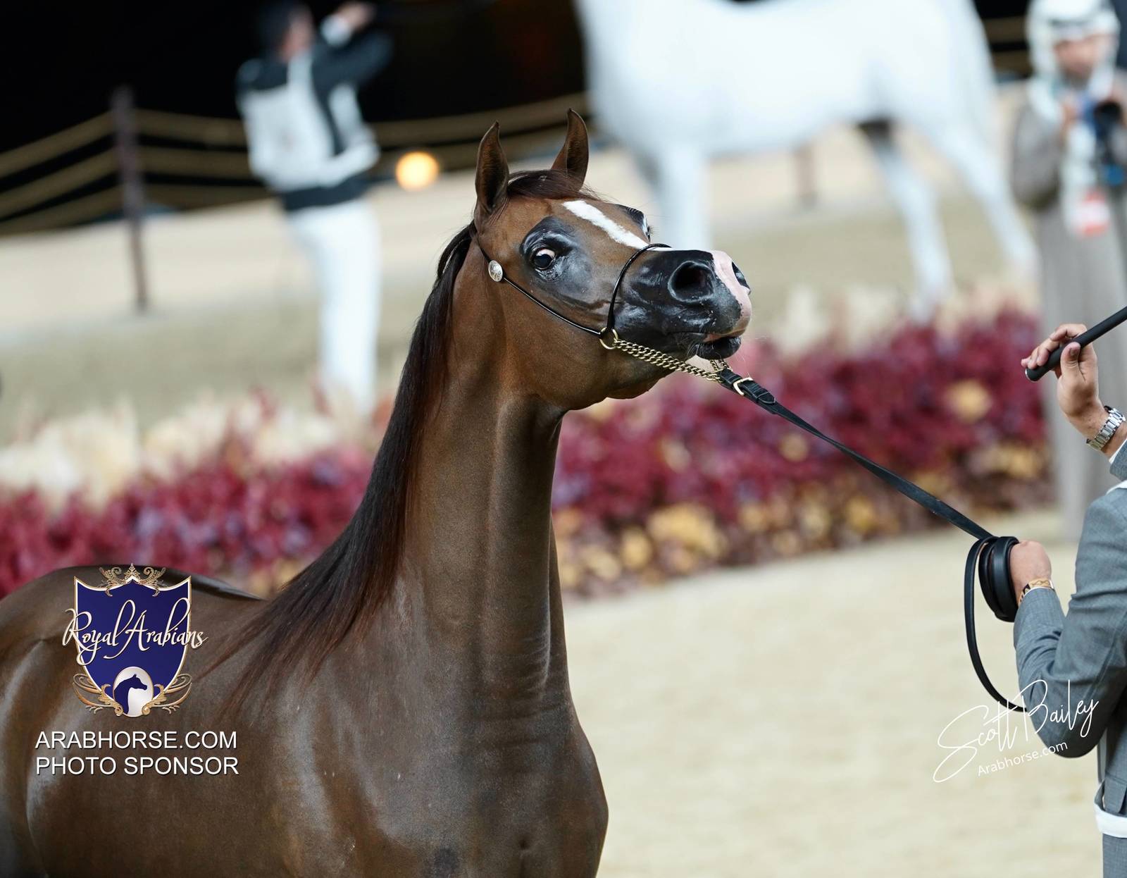 2024 KATARA SHOW - CHAMPIONSHIPS!