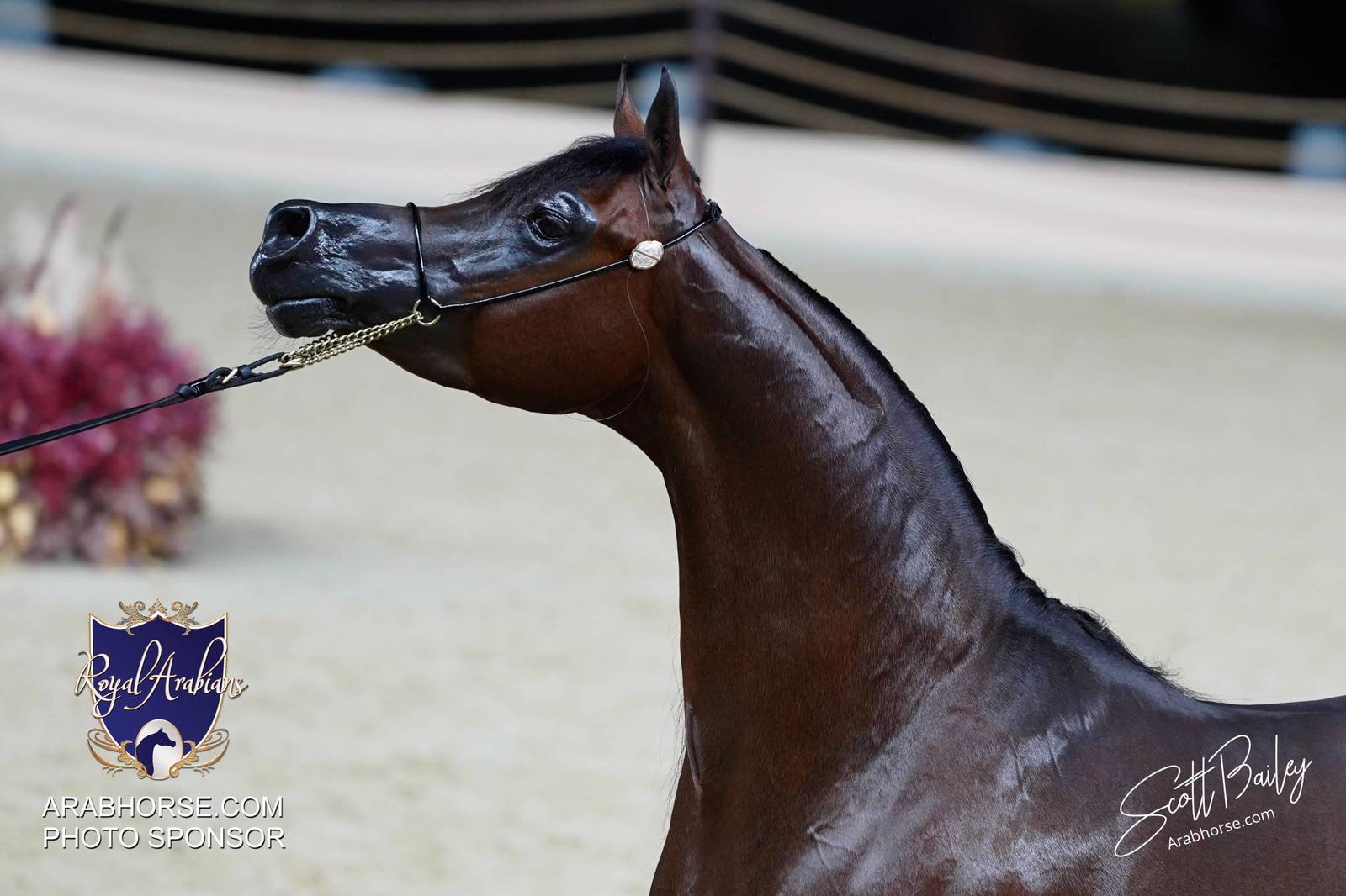 2024 KATARA SHOW - CHAMPIONSHIPS!