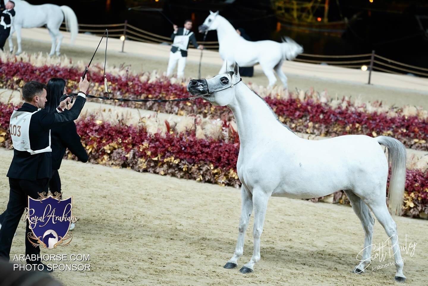 2024 KATARA SHOW - CHAMPIONSHIPS!