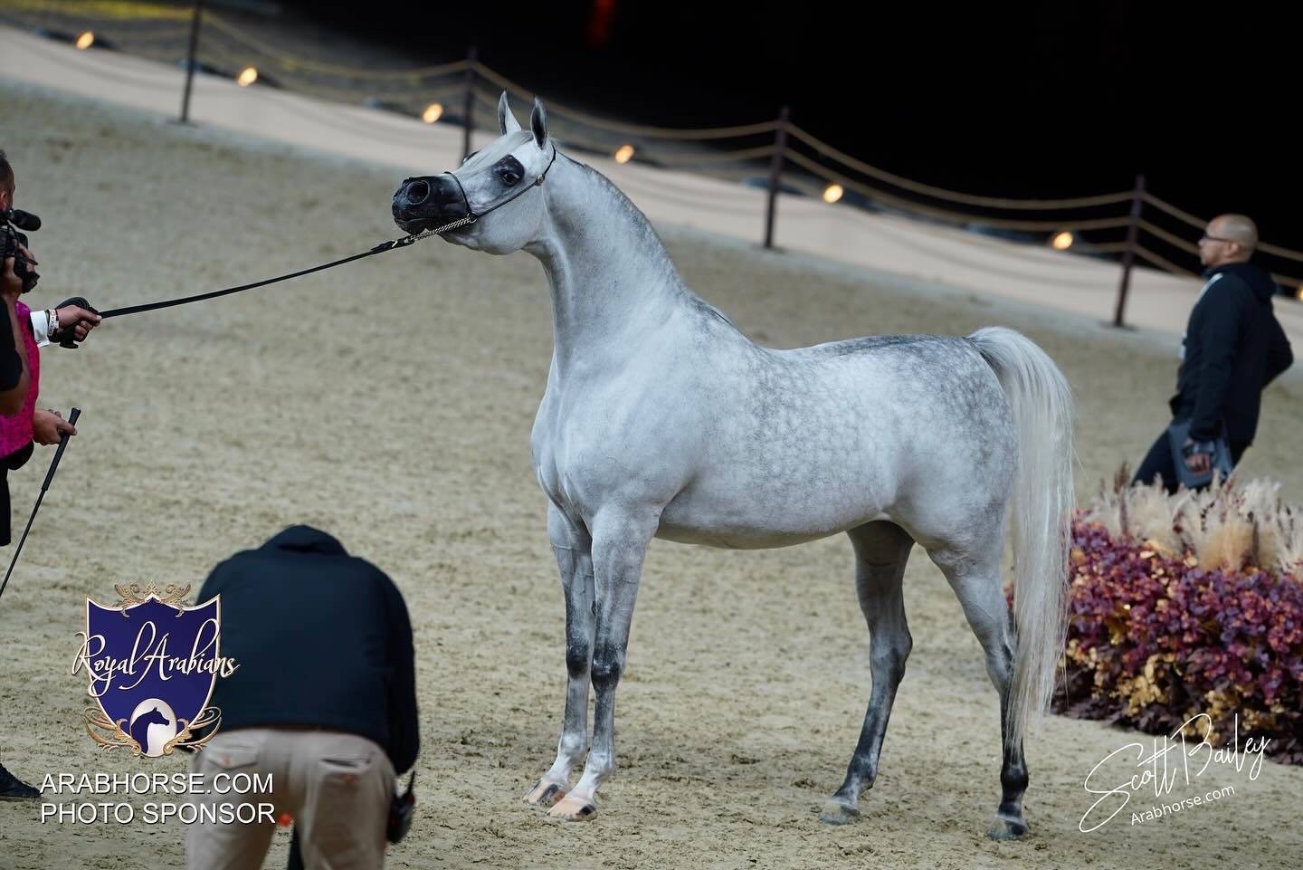 2024 KATARA SHOW - CHAMPIONSHIPS!