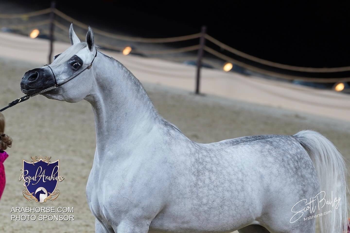 2024 KATARA SHOW - CHAMPIONSHIPS!