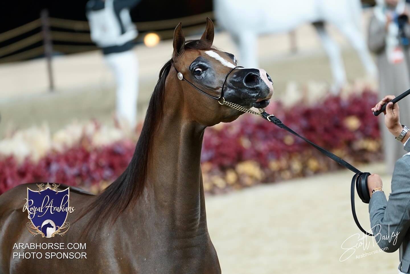 2024 KATARA SHOW - CHAMPIONSHIPS!