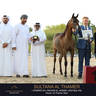 Day One of the Muscat stage of the Global Champions Arabians Tour