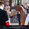 Day One of the Muscat stage of the Global Champions Arabians Tour