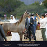 Day One of the Muscat stage of the Global Champions Arabians Tour
