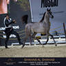 Day One of the Muscat stage of the Global Champions Arabians Tour