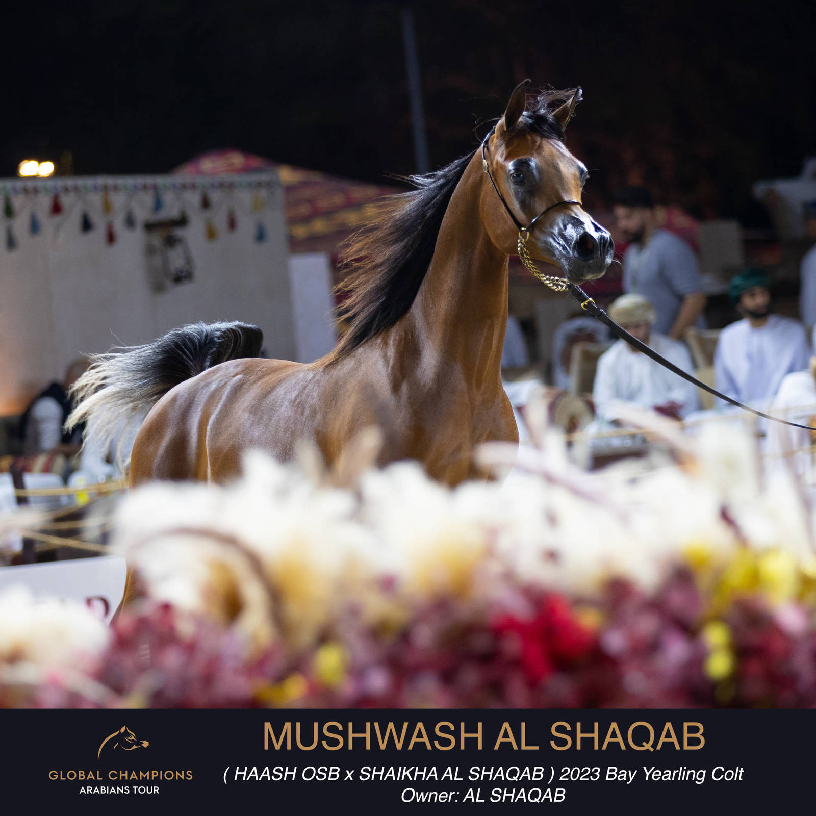 Day One of the Muscat stage of the Global Champions Arabians Tour