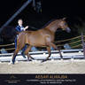 Day One of the Muscat stage of the Global Champions Arabians Tour