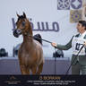 Day One of the Muscat stage of the Global Champions Arabians Tour
