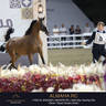 Day One of the Muscat stage of the Global Champions Arabians Tour