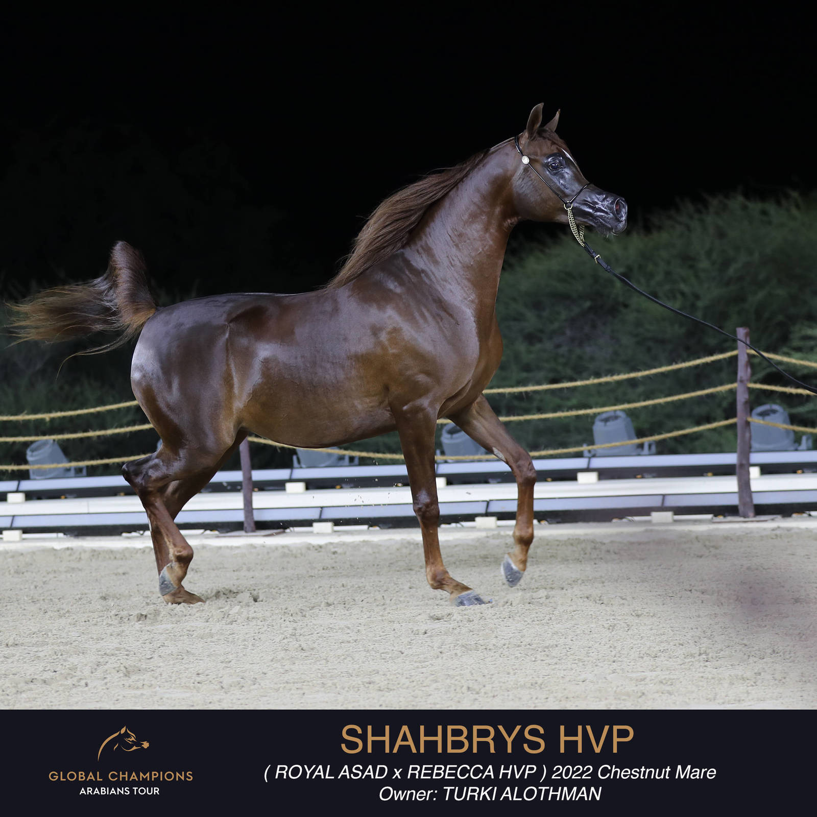 Day One of the Muscat stage of the Global Champions Arabians Tour