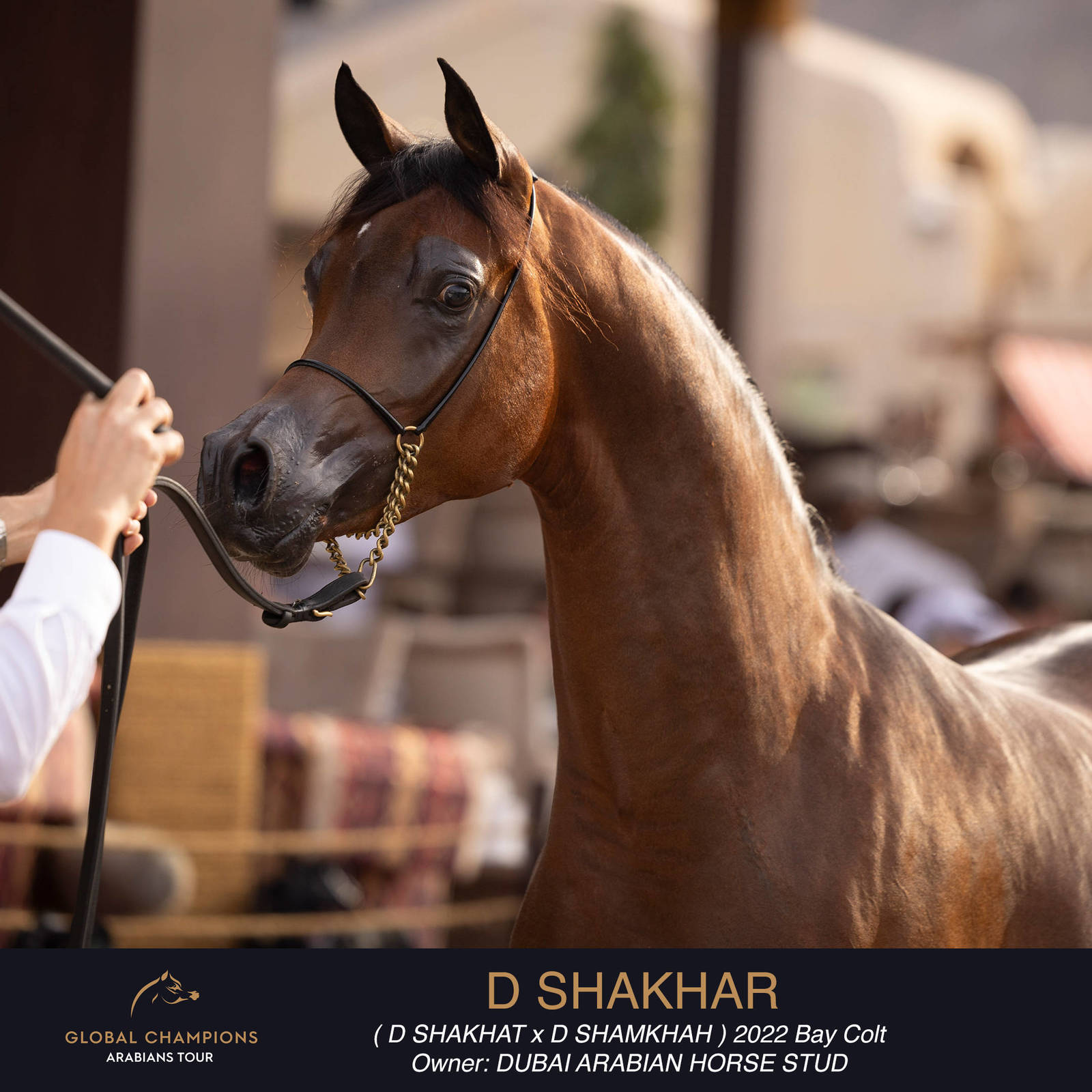 DAY TWO OF THE MUSCAT STAGE OF THE GLOBAL CHAMPIONS ARABIANS TOUR