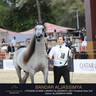 DAY TWO OF THE MUSCAT STAGE OF THE GLOBAL CHAMPIONS ARABIANS TOUR