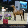 DAY TWO OF THE MUSCAT STAGE OF THE GLOBAL CHAMPIONS ARABIANS TOUR