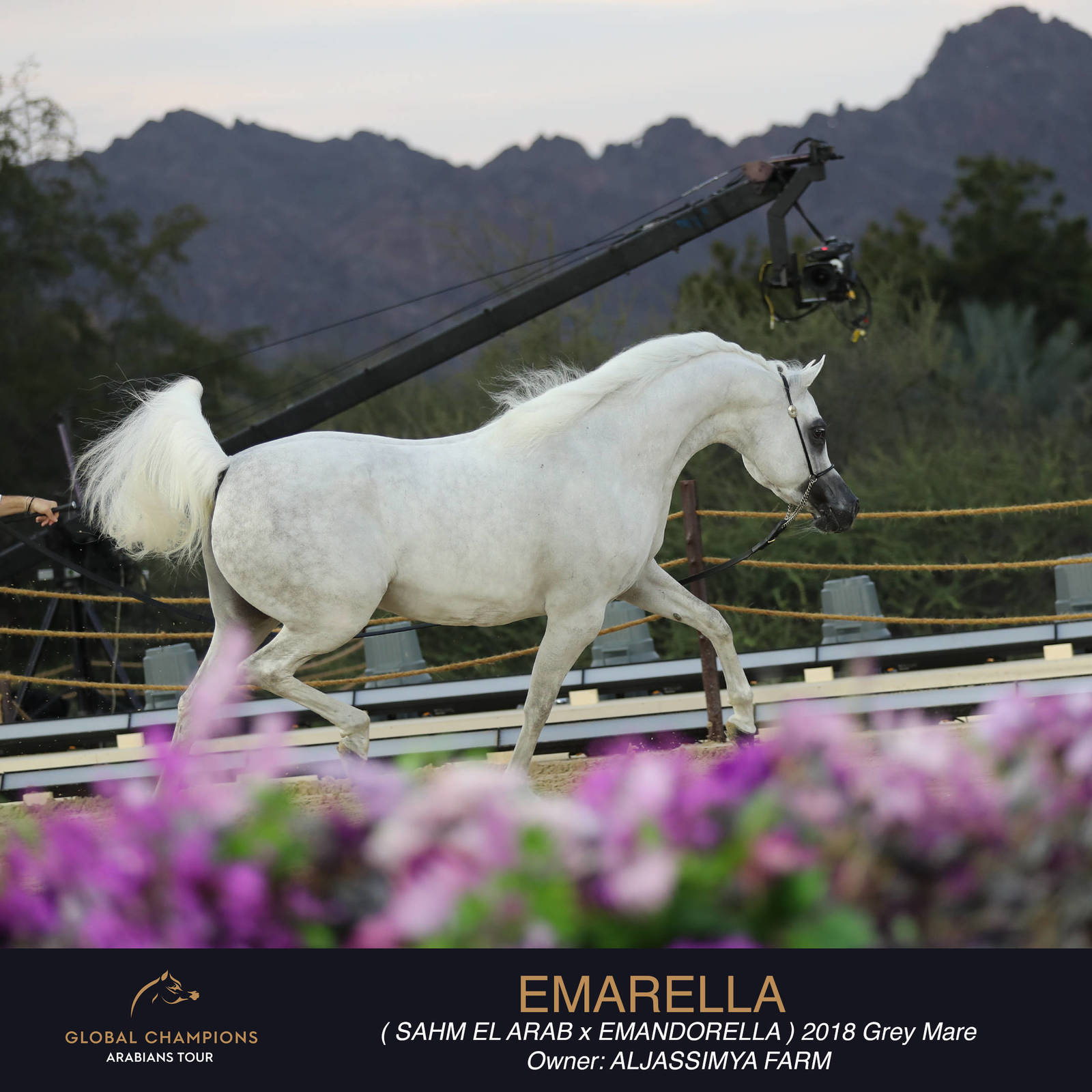 DAY TWO OF THE MUSCAT STAGE OF THE GLOBAL CHAMPIONS ARABIANS TOUR