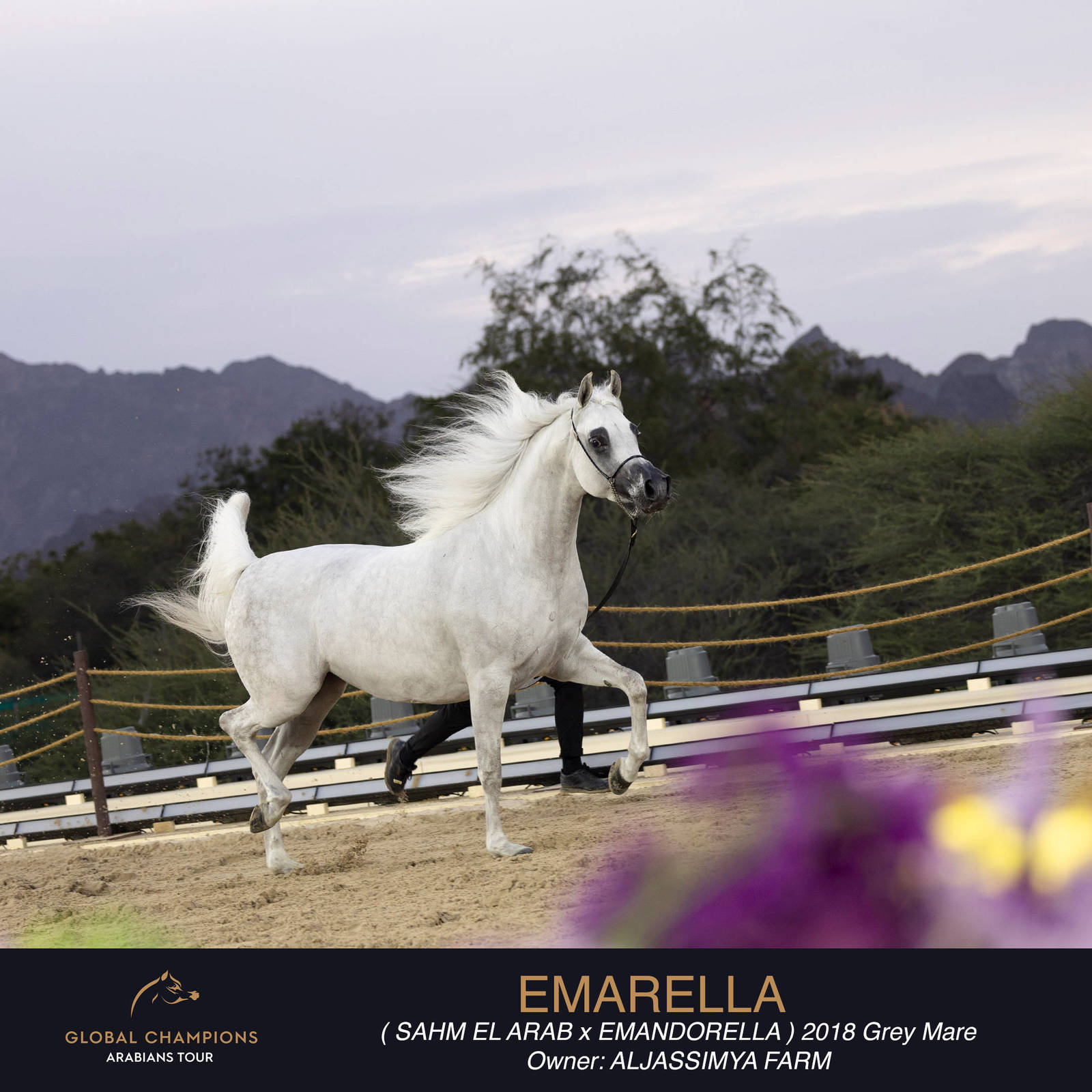 DAY TWO OF THE MUSCAT STAGE OF THE GLOBAL CHAMPIONS ARABIANS TOUR