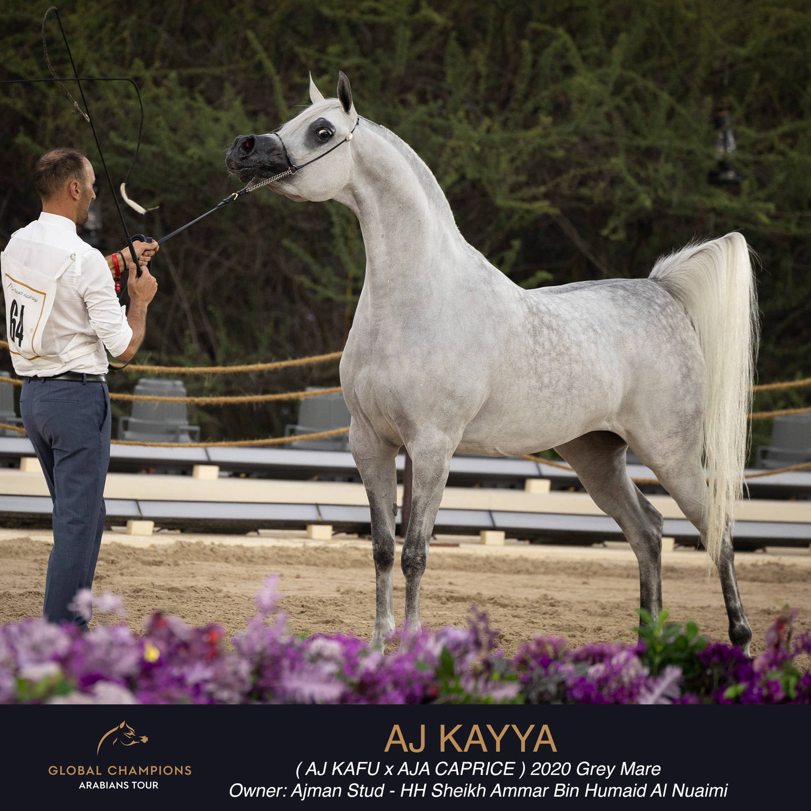 DAY TWO OF THE MUSCAT STAGE OF THE GLOBAL CHAMPIONS ARABIANS TOUR