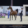 DAY TWO OF THE MUSCAT STAGE OF THE GLOBAL CHAMPIONS ARABIANS TOUR