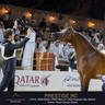 DAY TWO OF THE MUSCAT STAGE OF THE GLOBAL CHAMPIONS ARABIANS TOUR