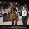 DAY TWO OF THE MUSCAT STAGE OF THE GLOBAL CHAMPIONS ARABIANS TOUR