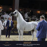 DAY TWO OF THE MUSCAT STAGE OF THE GLOBAL CHAMPIONS ARABIANS TOUR