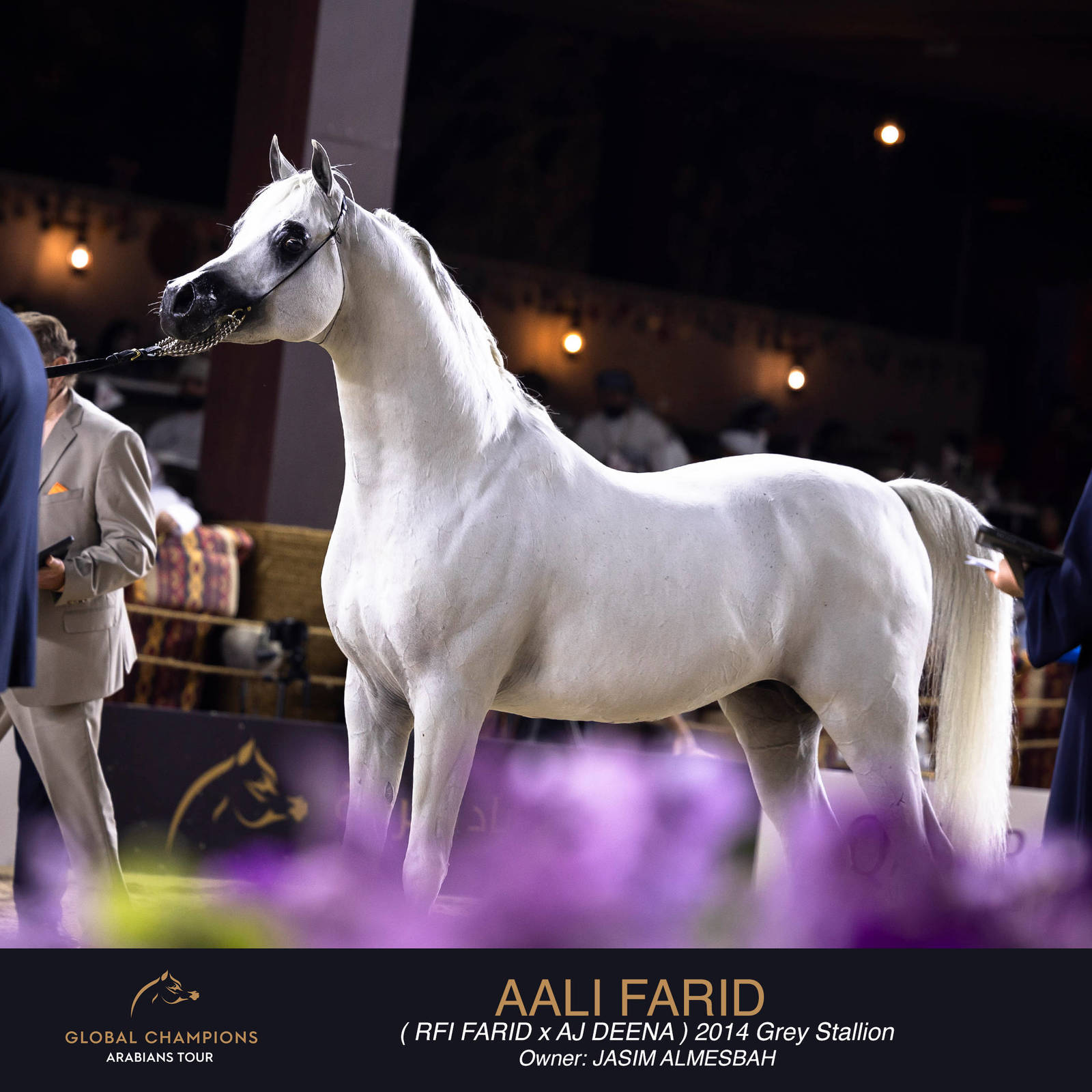 DAY TWO OF THE MUSCAT STAGE OF THE GLOBAL CHAMPIONS ARABIANS TOUR