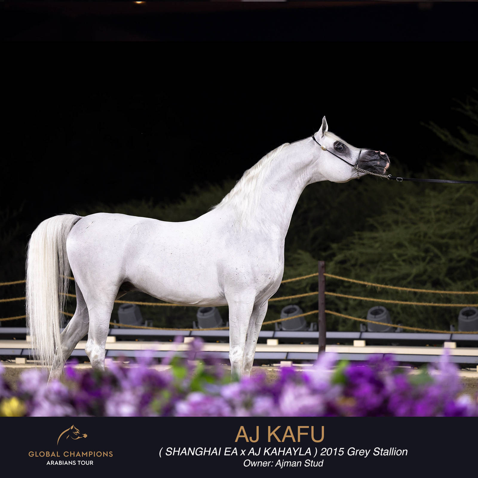 DAY TWO OF THE MUSCAT STAGE OF THE GLOBAL CHAMPIONS ARABIANS TOUR