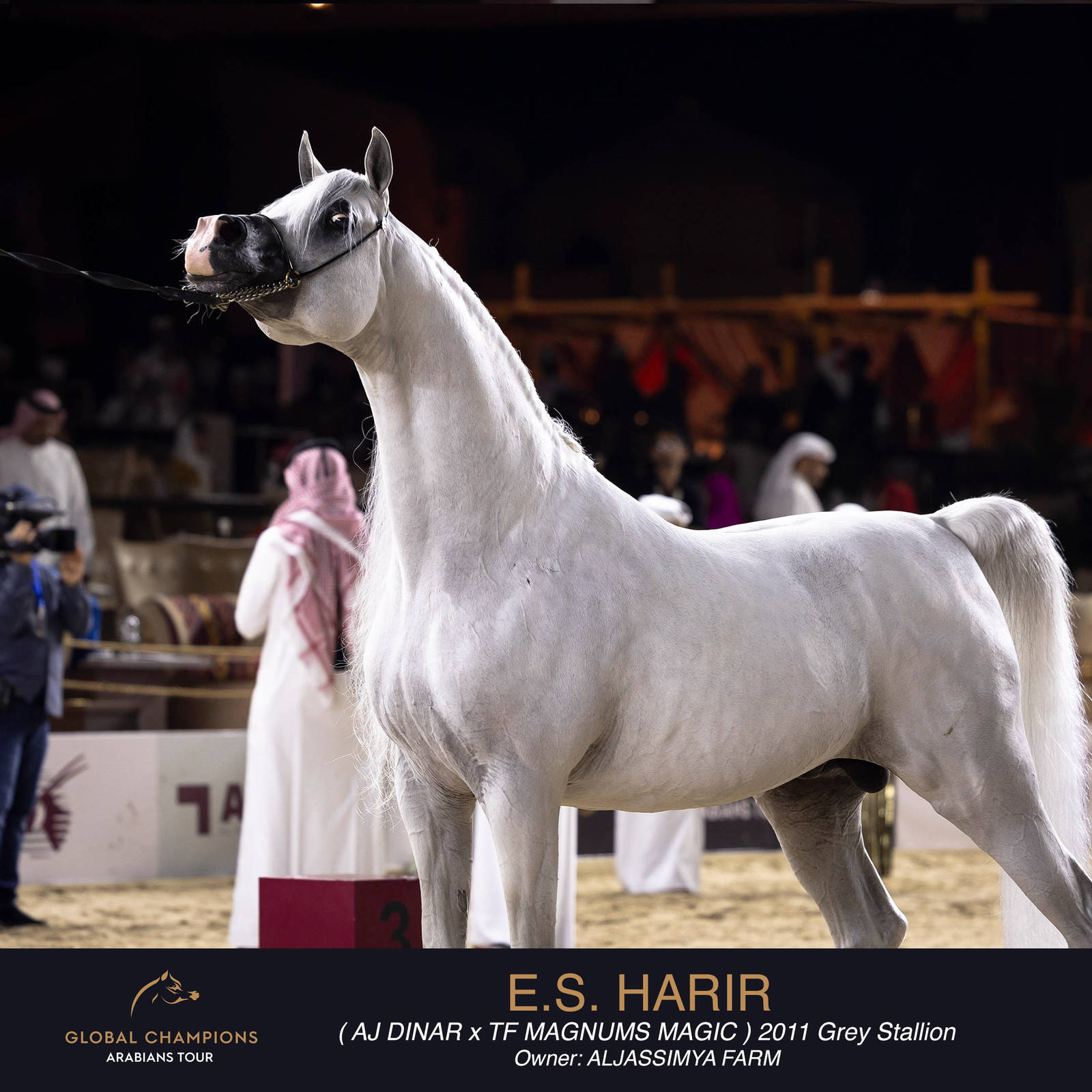 DAY TWO OF THE MUSCAT STAGE OF THE GLOBAL CHAMPIONS ARABIANS TOUR