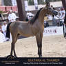 Championship Day Global Champions Arabians Tour, Muscat
