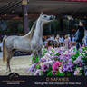 Championship Day Global Champions Arabians Tour, Muscat