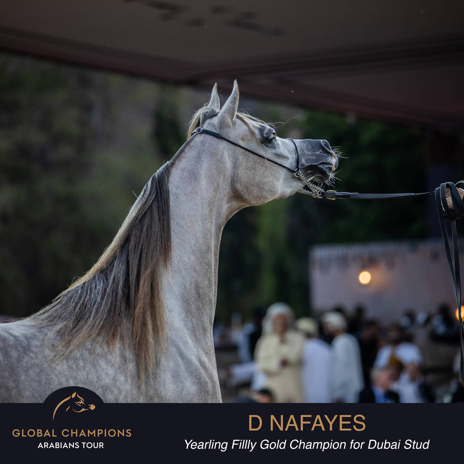 Championship Day Global Champions Arabians Tour, Muscat