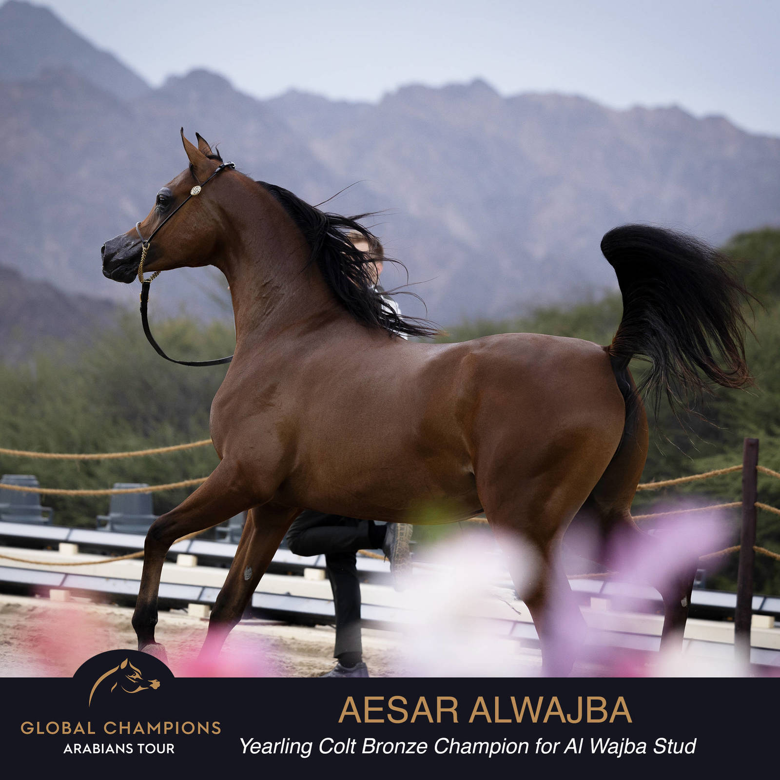 Championship Day Global Champions Arabians Tour, Muscat