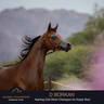 Championship Day Global Champions Arabians Tour, Muscat